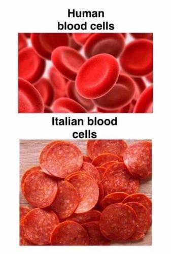 Italian blood cells vs Human blood cells