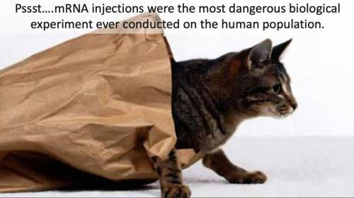 cat out of bag