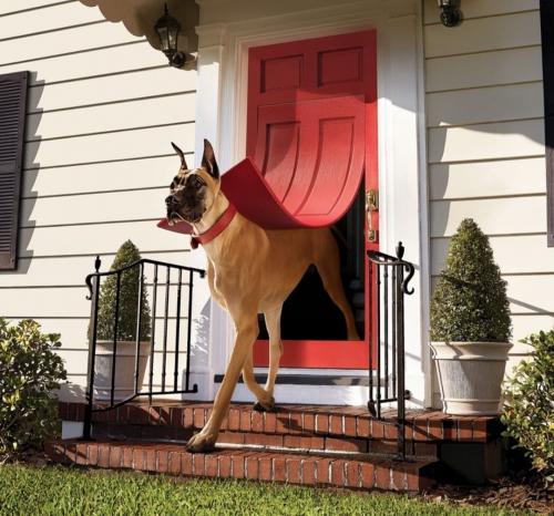 Great Dane - Doggie door 2