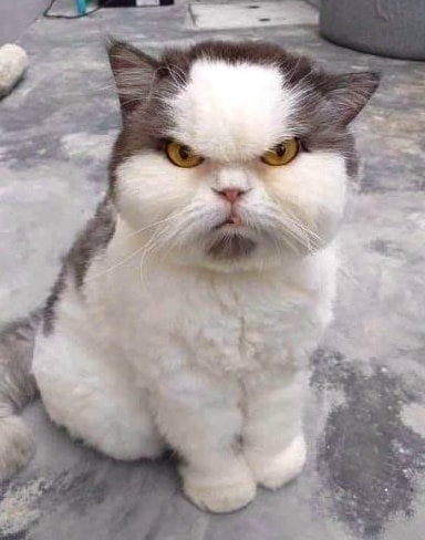aaa