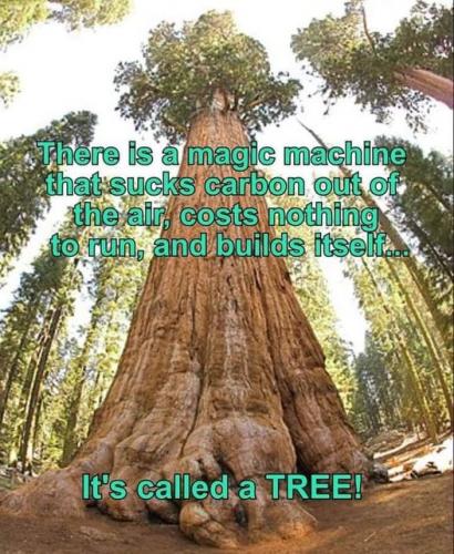 tree