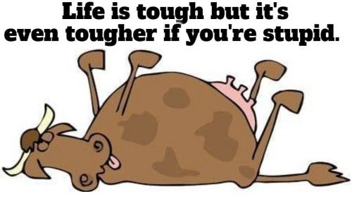 Life is tough but it's even tougher if you're stupid