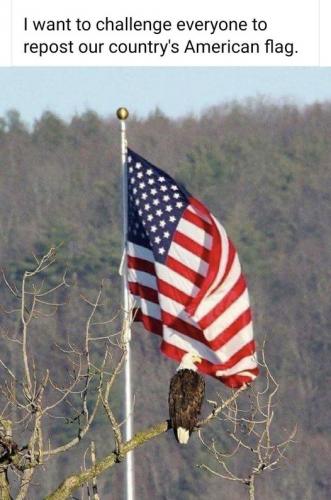 Eagle and Flag