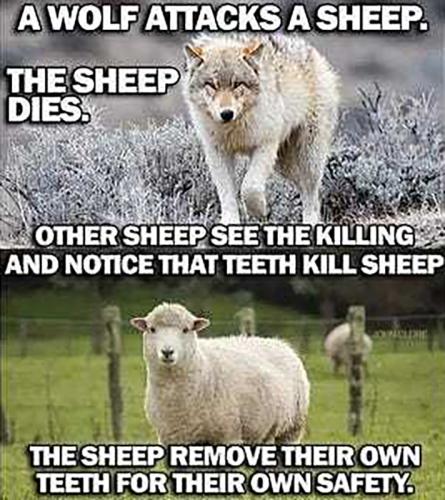USA Sheep