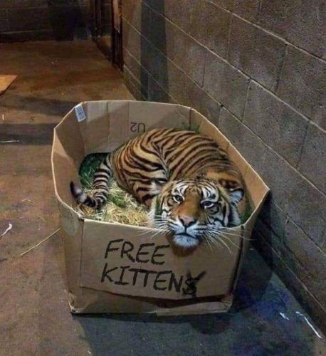 Kitten in a box - Free to good home