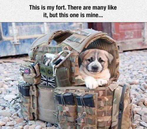 Dog - Puppy - Military fort