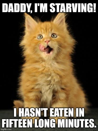 starving-kitten