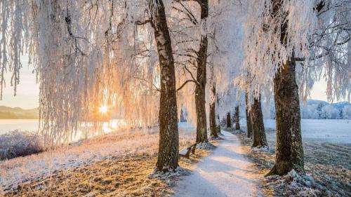 Avenue of birch trees near Uffing am Staffelsee, Bavaria, Germany