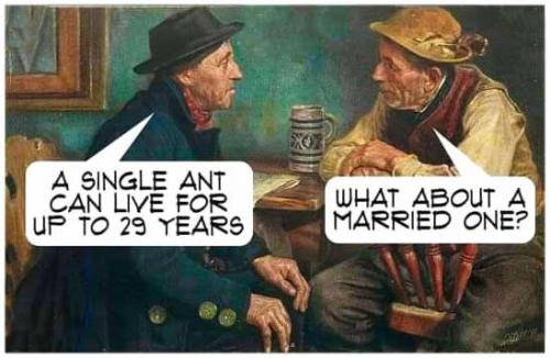 Husband, Wife -- Single vs Marriage Ant