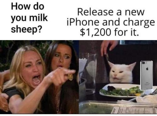 How do you milk sheep