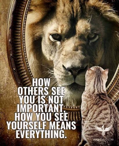 Cat - Lion in mirror