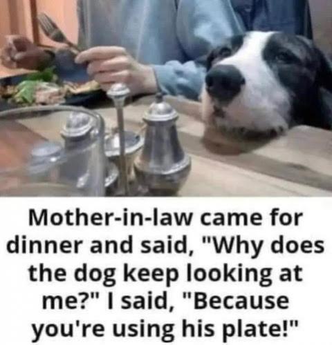 Dog -- His Plate