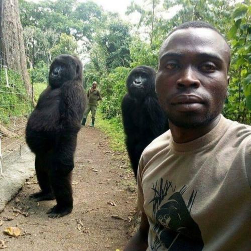 Gorilla, Monkey -- A Selfie of Anti-poachers guarding some Gorillas