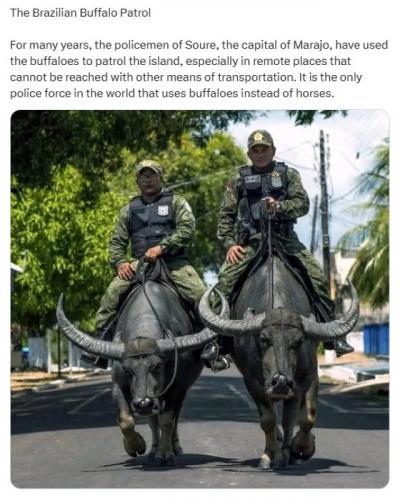 X water buffaloes