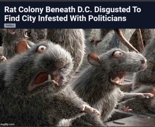 RO rat infestation beneath DC