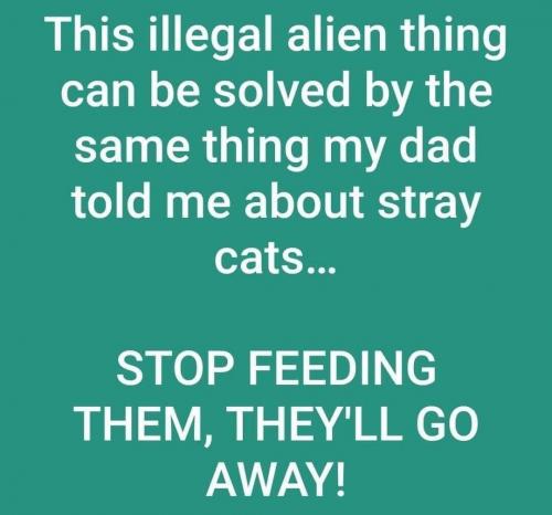 Illegal aliens and stray cats
