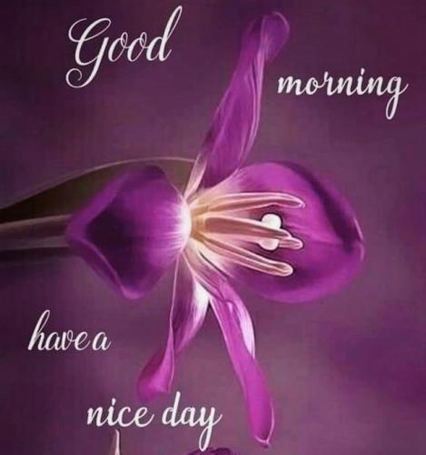 010224 - GM Purple lilies