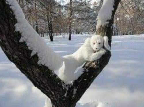 Snow Geometry -- Animal on Tree