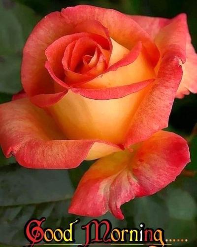 010924 - GM Firery Rose