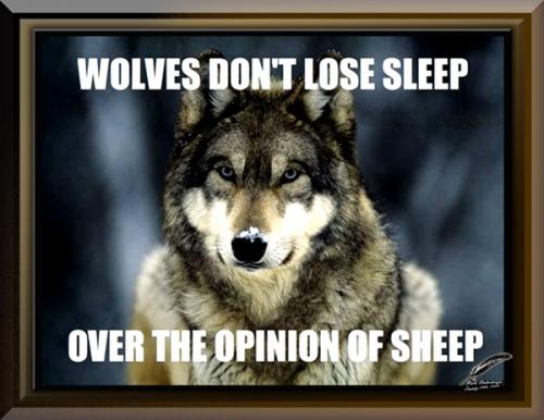 Wolves Don't Loose Sleep