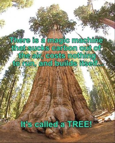 TreeMachine