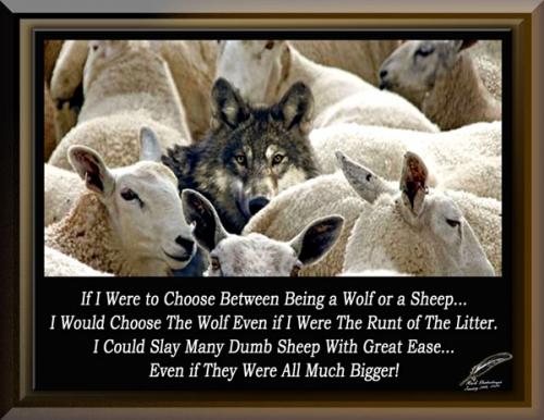Wolf or Sheep