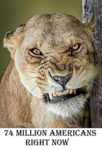 Lion, USA -- Angry, Anger Americans