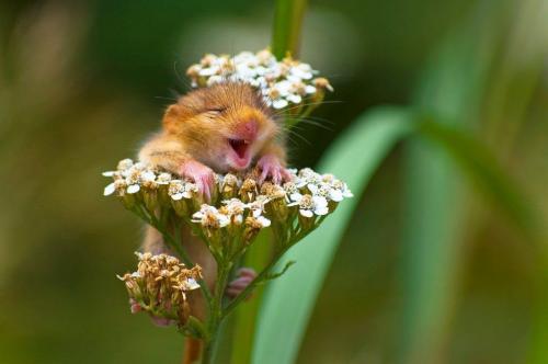 Dormouse, Mice, Flower -- Andrea Zampatti won the 'Land Category' (Comedy Wildlife Photography Awards)