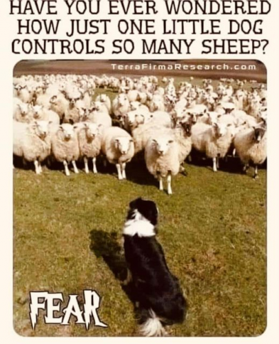 sheepdog