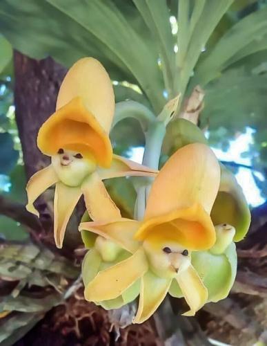 Flower, Face -- Catasetum 'Epiphytic Orchids'