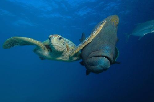 Nature, Funny, Sea Turtle, Fish -- Troy Mayne won 'Under The Sea' category w- 'PhotoBombing' {Comedy Wildlife Photography Awards (2023)}