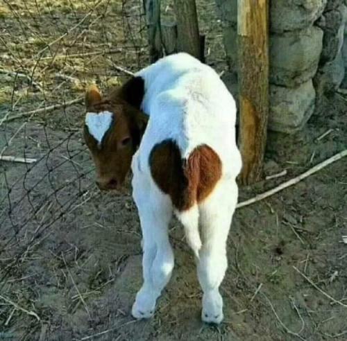 Butt heart