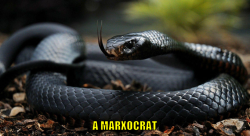 am