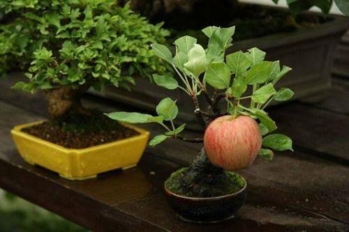Tree, Fruit, Food -- A mini-Bonsai Apple Tree that grew a Full-Sized Apple