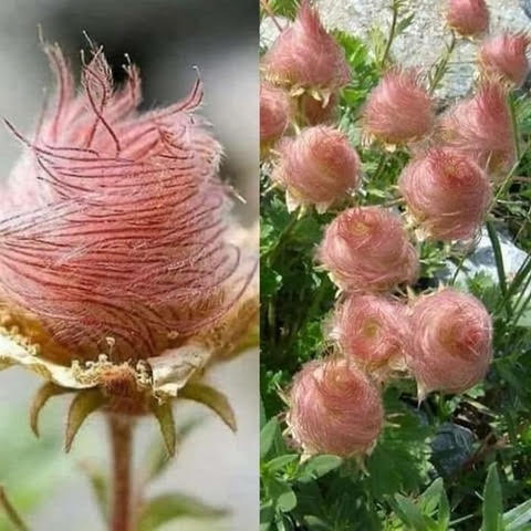 Flowers, Cotton Candy -- Prairie Smoke Flowers (Geum Triflorum)