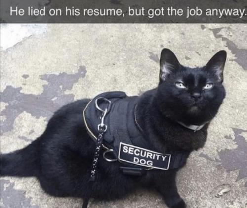 security-cat