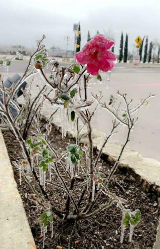 Ice-Snow Geometry -- Frozen Flower in Austin after a regular Texas Icestorm (HailStorm)