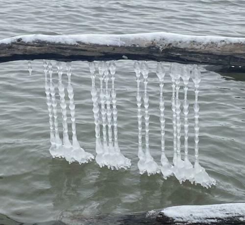 Ice-Snow Geometry -- River Levels Fall exposing Lapping Ripples 'Legs' on Missouri Driftwood