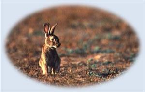 Rabbit in Field