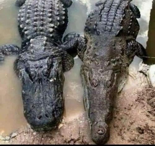 crocodile