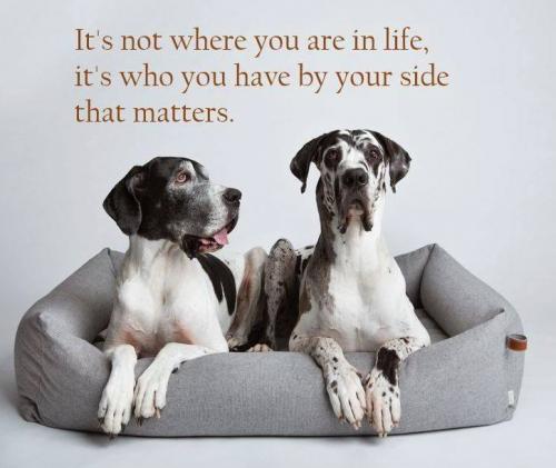 Great Dane - Surround with those that love you