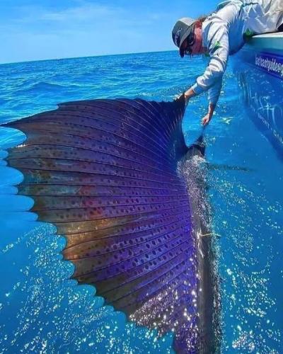 Sailfish -- The Fastest Fish in the Ocean (68mph)