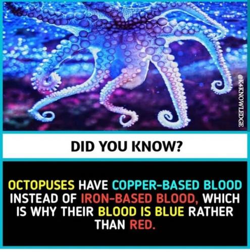 Octopuses -- Blue for Copper-based Blood, Red for Iron-based Blood