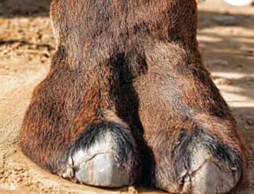 0d2b2427-8822-4bac-8c48-70e234a1e6d2