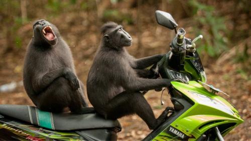 Nature, Funny, Monkeys-- Cheeky Monkeys on Motorbike, Katy Laveck-Foster {Comedy Wildlife Photography Awards (2023)}