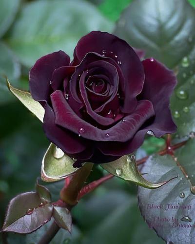 Flower -- Beautiful Rare Black Baccara