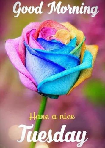031924 - Nice Tuesday - Mulit-colored Rose