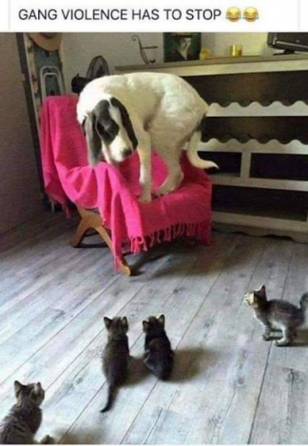 gang violence