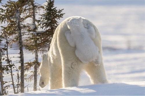 Nature, Funny, Polar Bear, Cub, Mother -- 'Clinging to Mom'  -- 'Highly Commended' Photo  {Comedy Wildlife Photography Awards (2023)}