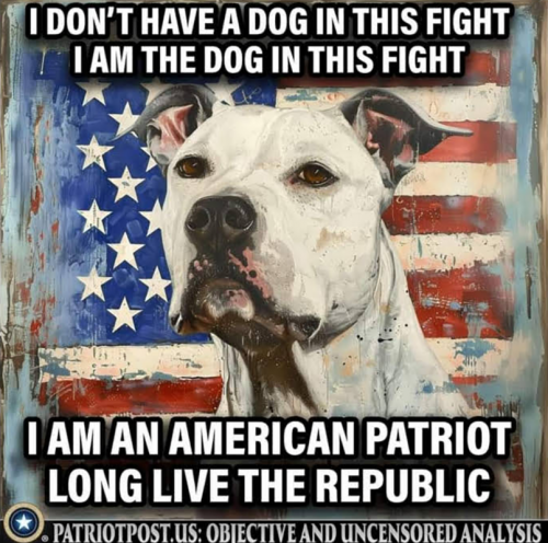 RO dog in fight